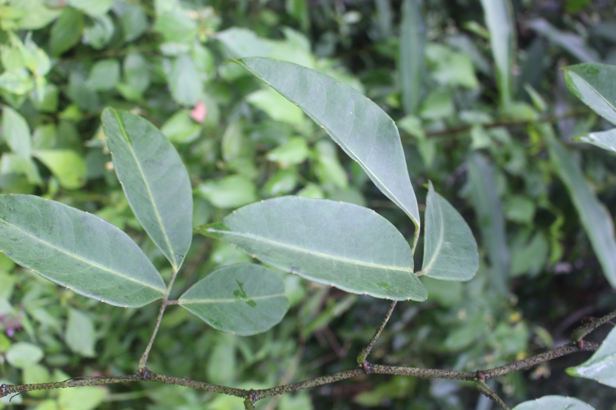 Tetrastigma nilagiricum (Miq.) B.V.Shetty